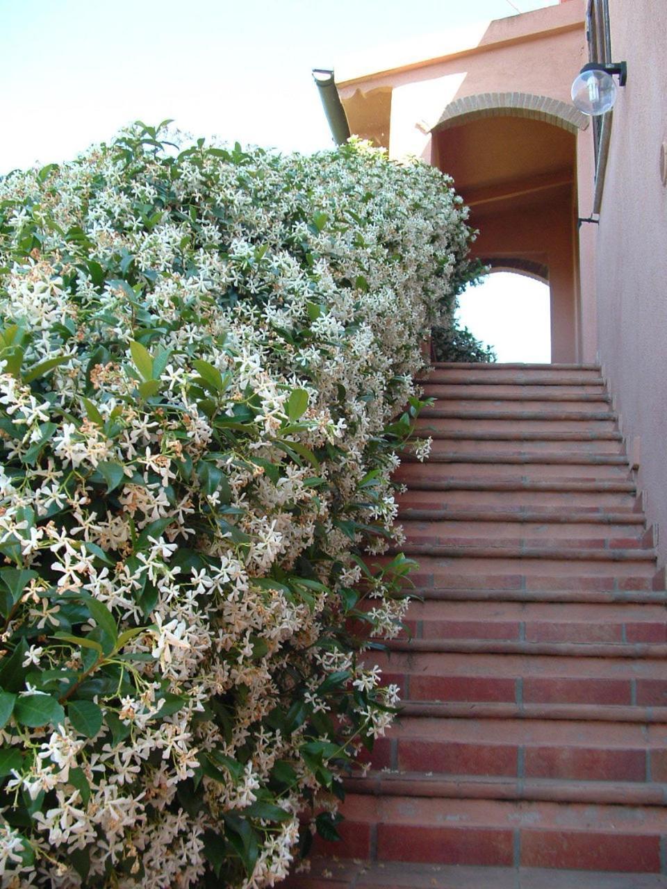 Agriturismo Pian Dei Pini Montiano  Exterior photo